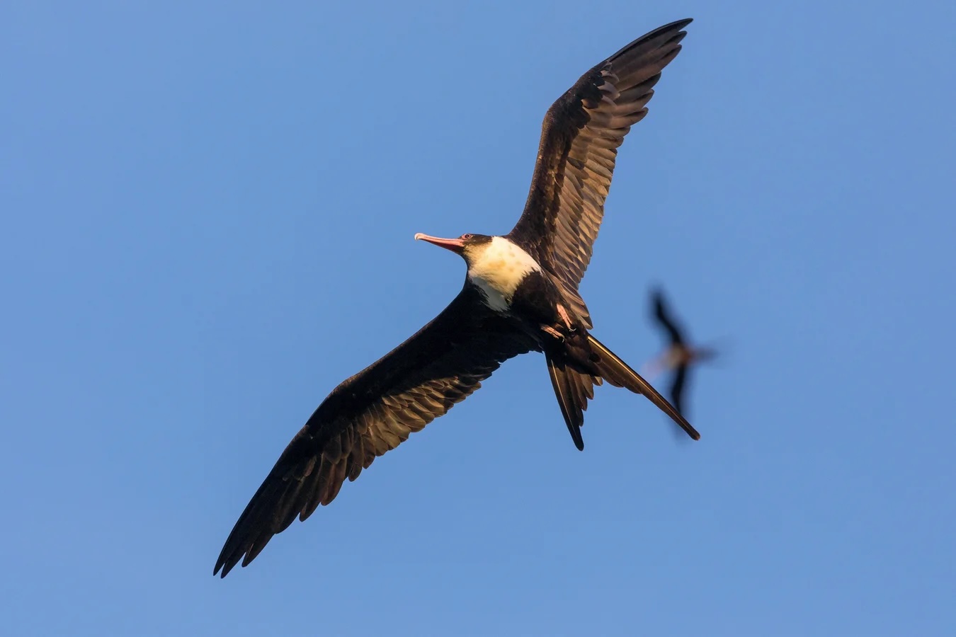 Frigatebird flying