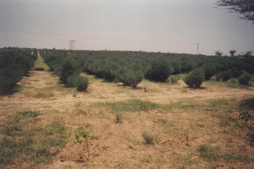 scrub brush in Thar Desert