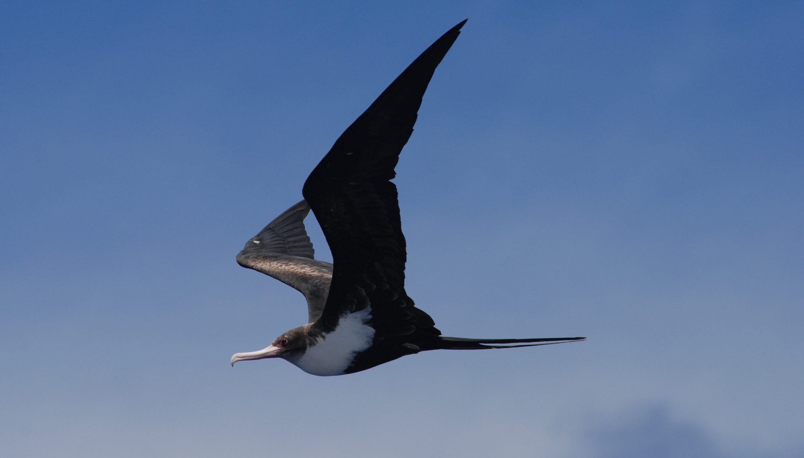 great frigate bird in flight